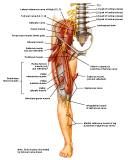 Anatomie: heup,bovenbeen,knie,onderbeen,enkel,voet,acetabulum,collum femoris,trachanter,femur,epicondyl,meniscus,kruisband,cruciate ligament,patella,knieschijf,tibia,fibula,malleolus,talus,calcaneus,tarsus,metatarsus,phalanx,falanx,quadriceps femoris,rectus femoris,sartorius,tensor fasciae latae,tractus iliotibialis,biceps femoris,gastrocnemius,semimembranosus,semitendinosus,soleus,suralis,vena saphena parva,vena saphena magna,sciatic,ischiadicus,peronea